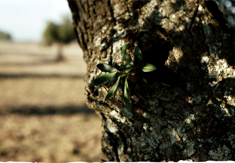 biodiversidade