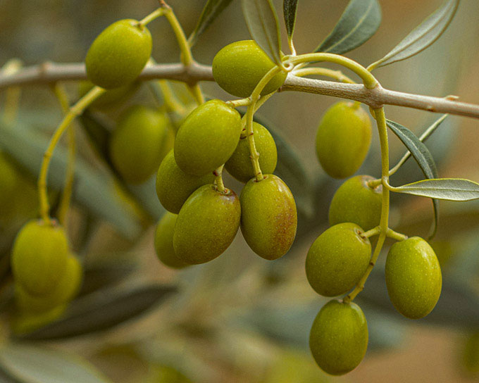 Oliveira da Serra