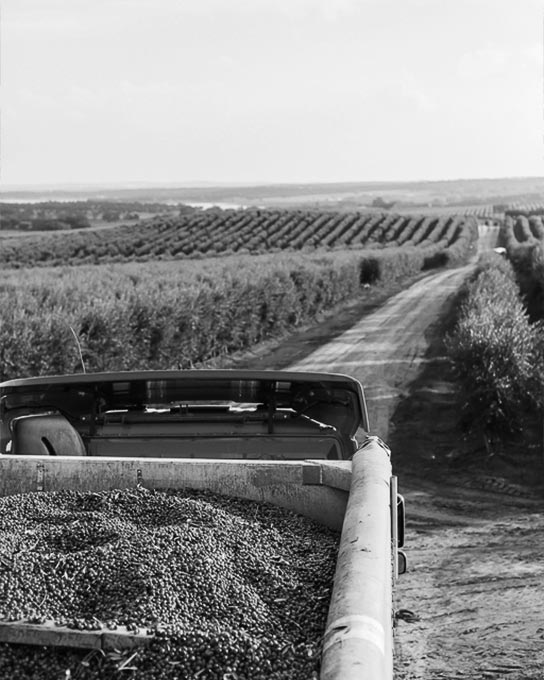 Oliveira da Serra